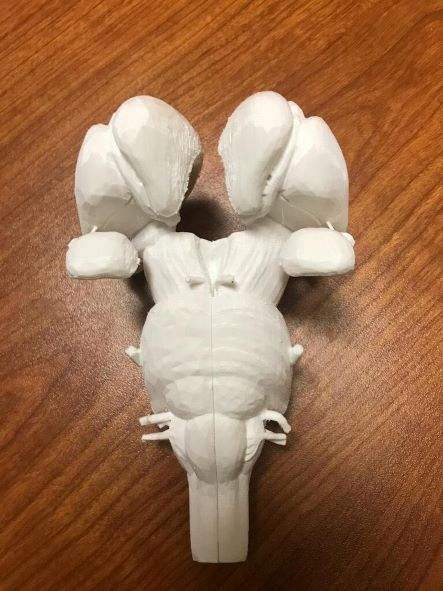 A 3D printed brain stem.