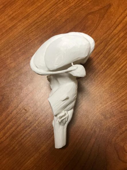 A 3D-printed inner ear.