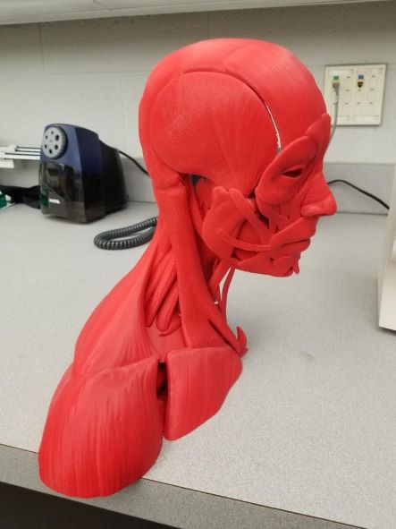 A 3D printed head and shoulder item.