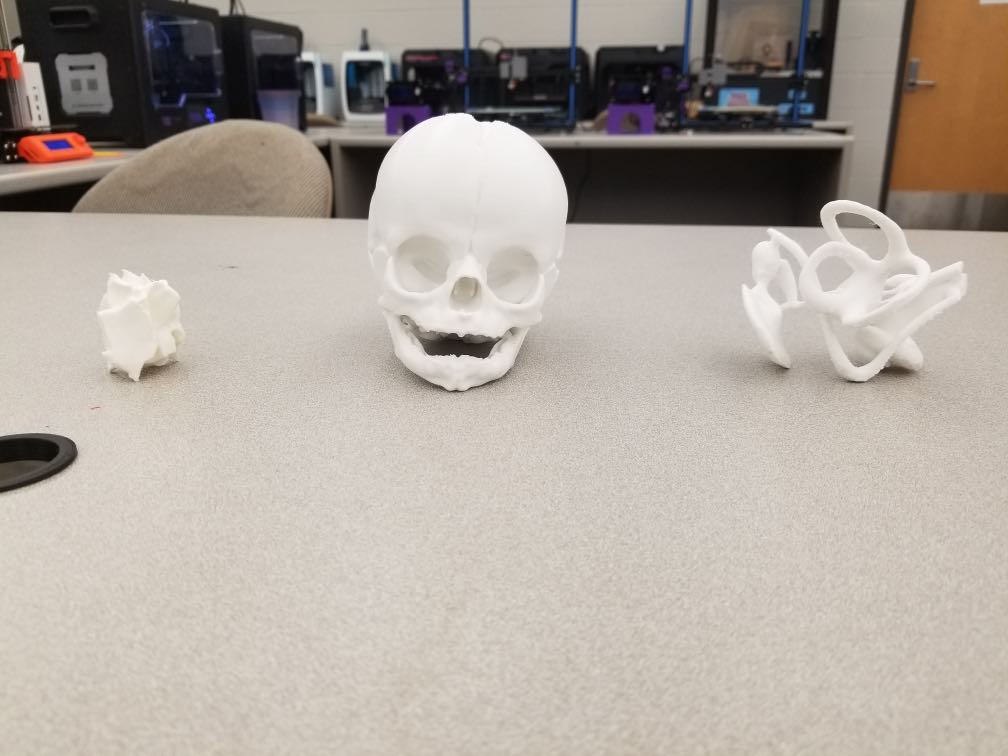 A 3D-printed skull that is anatomically correct was created in the IDEAS Center at Southeast.